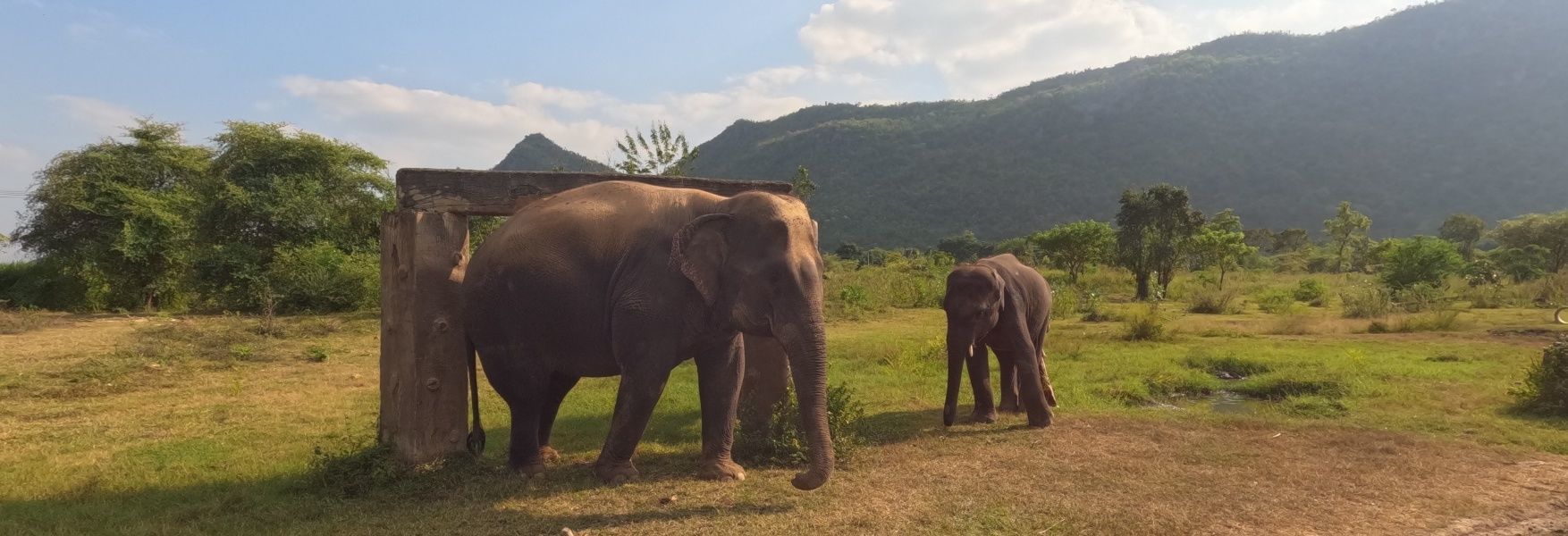 elephant sanctuary near bangkok