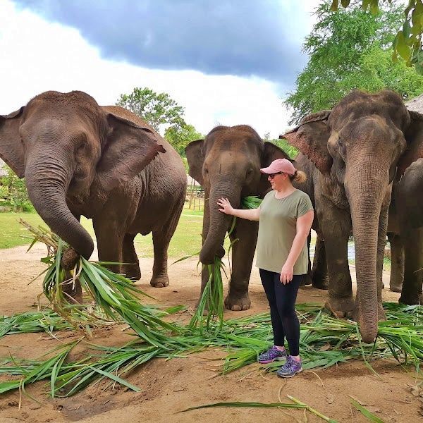 elephant special tours thailand