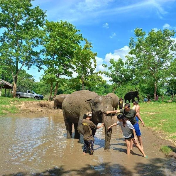 bangkok elephant tour