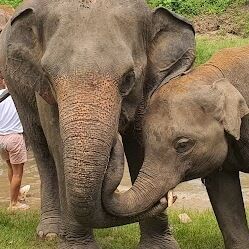 bangkok elephant tour 